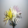 mums spider flowers | assorted